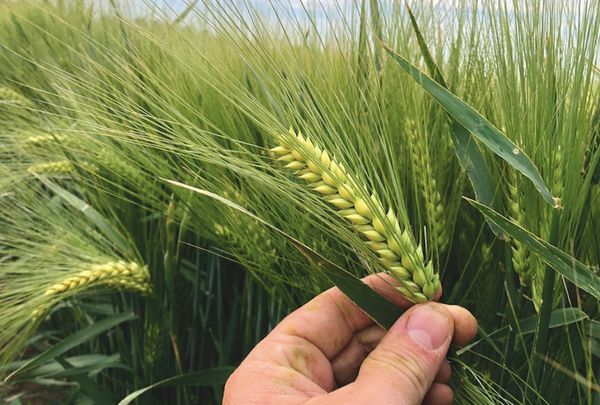 Winter Barley from 독일 supplied by Milch-Land GmbH Veilsdorf - Winter 보리