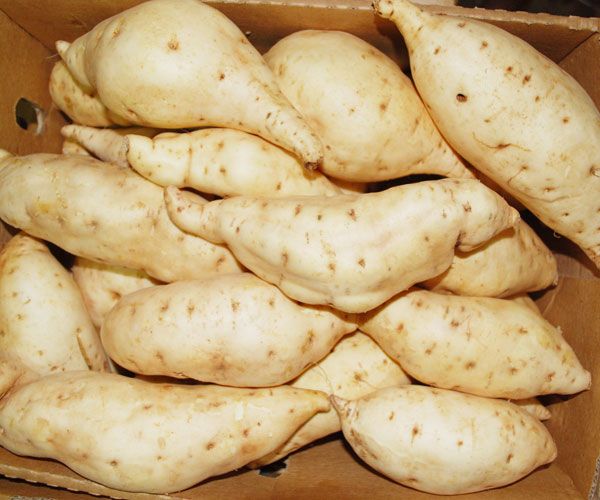 Sweet Potatoes from 우간다 supplied by GO GREEN EXIM (U) LIMITED - Whole 고구마