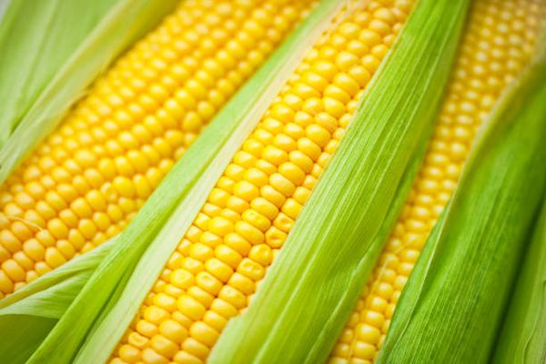 YELLOW CORN GMO from Brazil supplied by Boymaxwell Indojaya Grup Ltd. - Raw Maize (Corn)