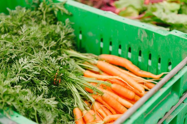 Fresh Carrots from 미국 supplied by Little Seed Gardens - Orange 신선 당근