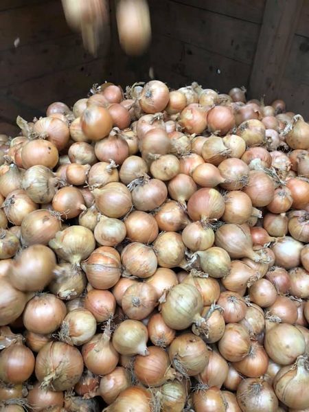 White Onion from Netherlands supplied by Franje Onions BV - Raw Fresh Onion