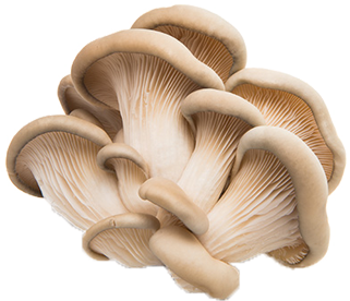 Oyster Mushroom from 오만 supplied by Gulf Mushroom Products - Whole 느타리버섯