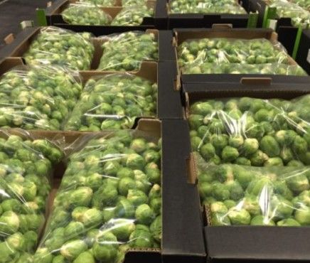 Brussels Sprouts from Belgium supplied by Orca NV - Layer Packed (=LP) Brussels Sprout
