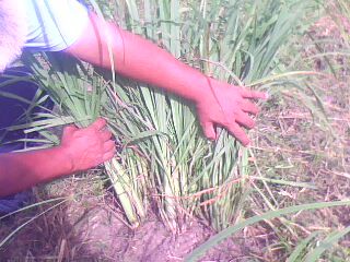 Lemongrass from 말레이시아 supplied by Unik Srasi Enterprise Sdn Bhd - Whole 레몬그라스