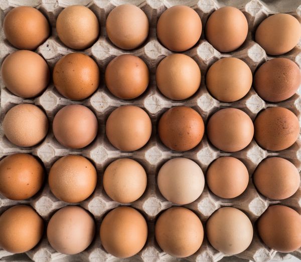 Chicken Egg from 벨라루스 supplied by JSC "Poultry Farm Gorodok" - Fresh 달걀