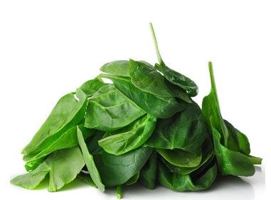 Fresh Spinach from Germany supplied by Mainfrucht GmbH & Co. KG - Puree Fresh Spinach