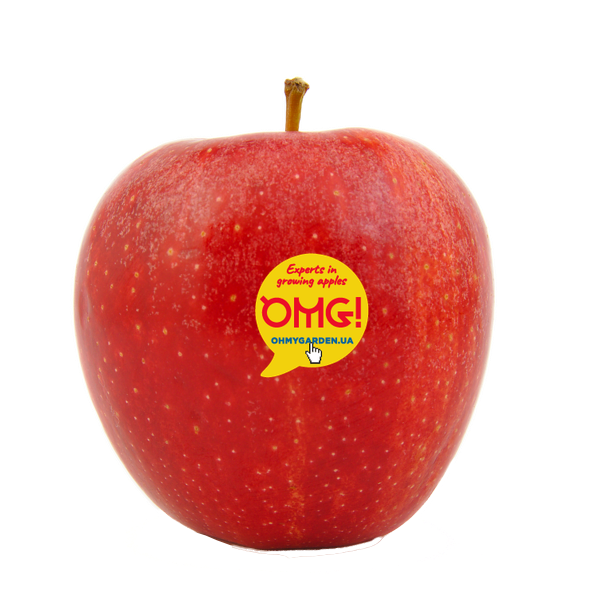 Apple from 우크라이나 supplied by Oh My Garden! - Red Jonaprince (= Red Prince) 신선 사과