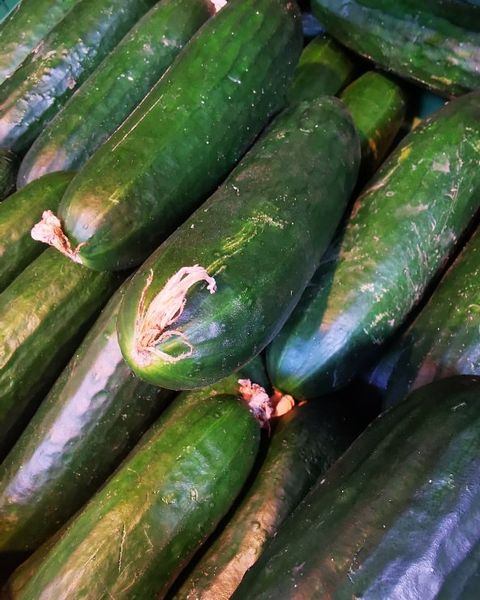 Fresh Cucumber from 독일 supplied by Fischer - Gemüse GmbH & Co. KG - Green 신선 오이