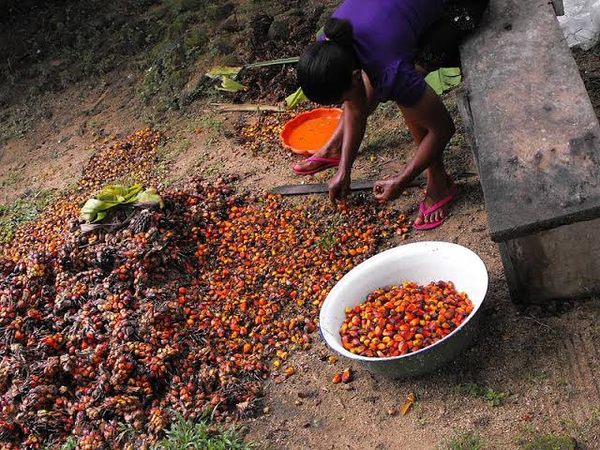 Palm kernel from 나이지리아 supplied by Bee Moore advisory ltd - Raw 팜핵 및 팜 너트