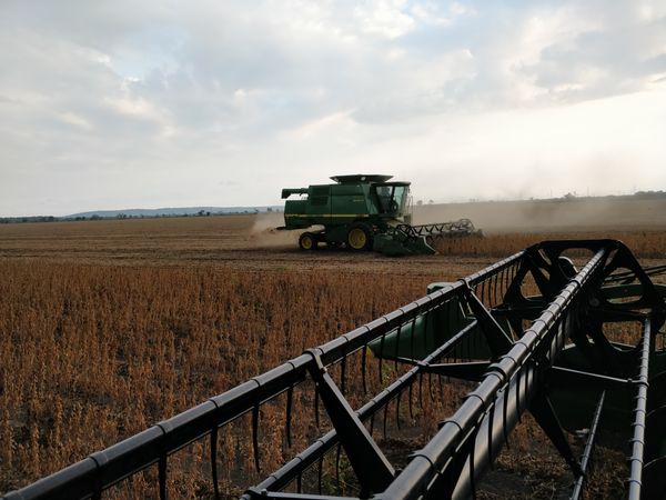 Raw Soybean from Mexico supplied by Agro Enns S de RL de CV - As per customer's request Soybean