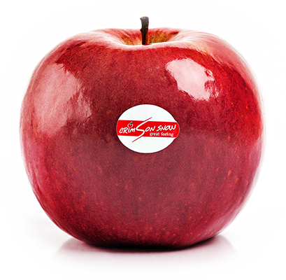 Fresh Apple from 세르비아 supplied by Agrounija doo / Verda Vivo doo - Crimson Snow 신선 사과