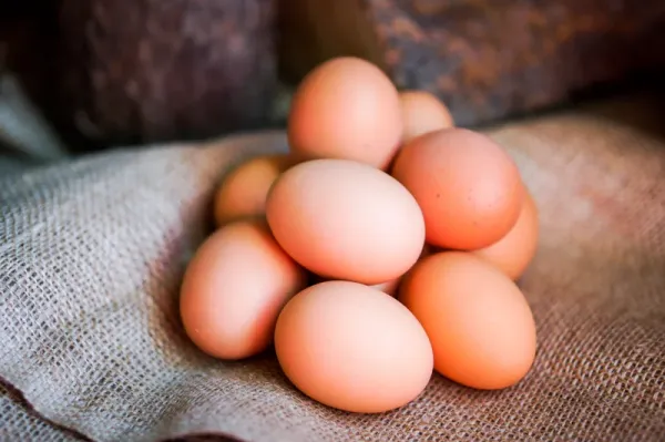 Chicken Eggs from 미국 supplied by Gan Eden Farms Inc - Fresh 달걀