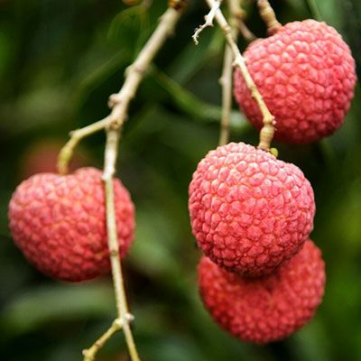 Lychee from China supplied by Guangdong SpriFresh Fruit Co., Ltd. - Red Fresh Lychee