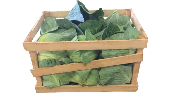 Cabbage from 브라질 supplied by Sekita Agronegócios - Green 신선 양배추