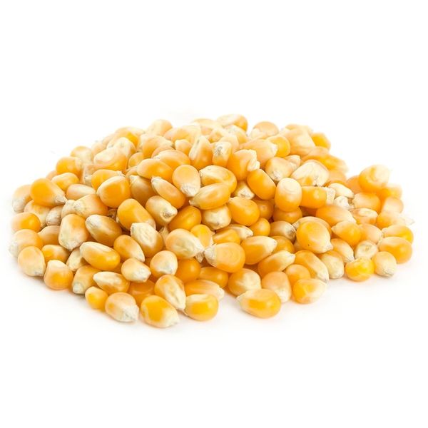 Corn from 튀르키예 supplied by Tasty Foods - Dried 옥수수 씨