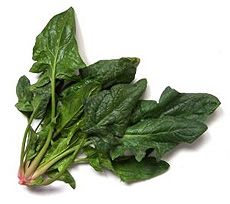 Spinach from Italy supplied by OLIVIERI S.R.L. - Green Fresh Spinach