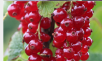 Currant from Germany supplied by Rolker Ökofrucht GmbH - Black Currant Currant