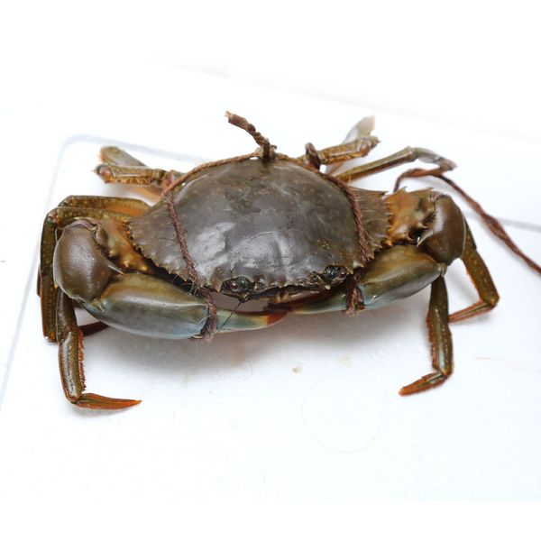 Live Crab from Sri Lanka supplied by P.N. Fernando & Company (Pvt) Ltd. - Swimming crab - Serrated Swimming Crab (=Scylla serrata=Mud Crab=Mangrove Crab=Black Crab=Giant Mud Crab) Frozen Crab