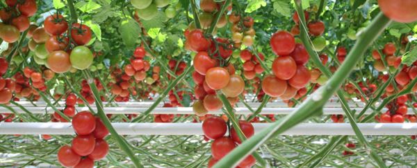 Tomatoes from Australia supplied by Costa Group Holdings Ltd - Fresh (=Chilled) Fresh Tomato