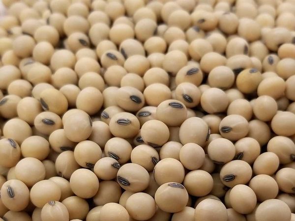 Soybean from 말라위 supplied by Export Trading Company Ltd - 껍질 없음(=알맹이) 대두