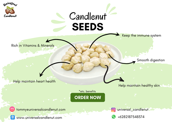 Candlenut from 인도네시아 supplied by Indonesia candlenut - Fresh 캔들너트