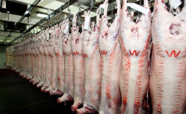Beef from Australia supplied by V & V Walsh - Offal Fresh Whole Beef