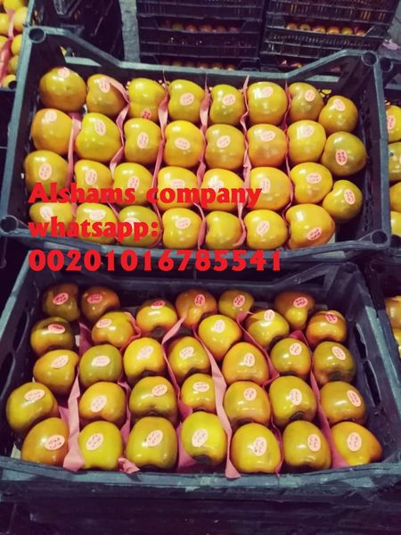 Fresh Persimmon from Egypt supplied by Al Shams company for general import and export - Mesh Bags (=Nets=Plastic Nets) Fresh Persimmon