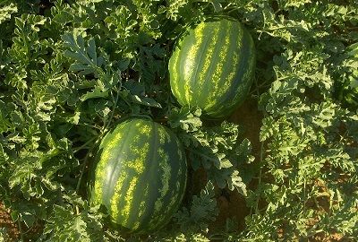 Watermelon from Turkiye supplied by Golden West Seeds - Striped Green Rind Fresh Watermelon
