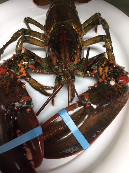 Lobster from Canada supplied by Cusimer - Whole Fresh Common Lobster