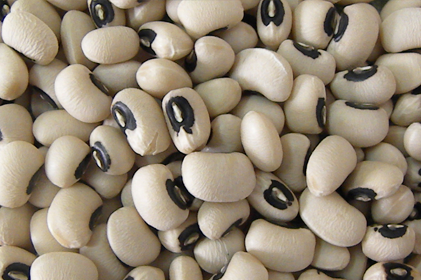 Cowpea from 페루 supplied by Agroselect S.A.C. - White 말린 동부