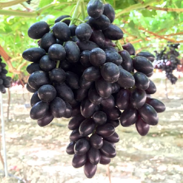 Fresh Grape from 스페인 supplied by MOYCA - Green (=Unripe=Sour) 신선 포도