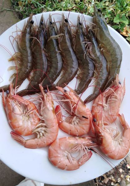 Shrimp from 미국 supplied by Panama Pacific Shrimp Company, LLC - Fresh (=Chilled=Raw) 냉동 새우