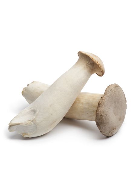 King Oyster Mushroom from 대한민국 supplied by Good morning Korea - Whole 기타 신선 버섯류