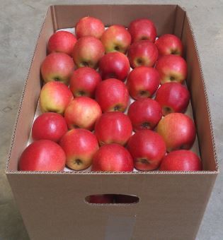 APPLES from 그리스 supplied by EXPORTERA P.C - Fresh (=Chilled) 신선 사과