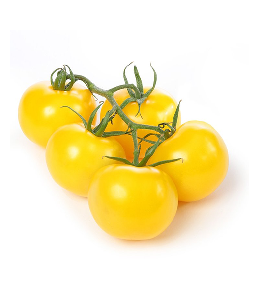 Tomato Cherry Yellow from 남아프리카공화국 supplied by The Green Scene - Cherry Varieties - Yellow Cherry 신선 토마토