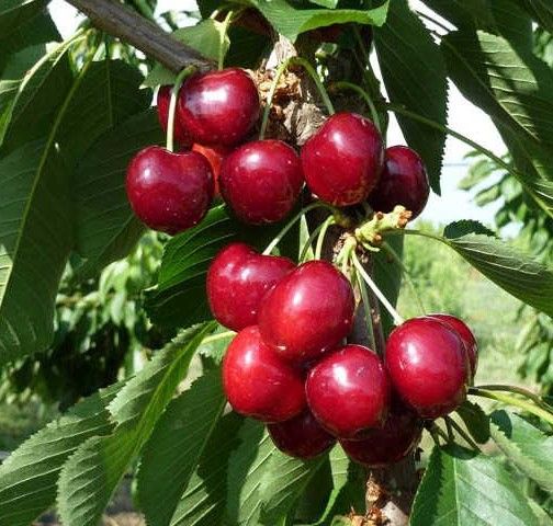 fresh cherry from 이탈리아 supplied by Sura General Investments - Light Red 신선 체리
