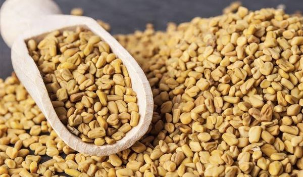 Fenugreek seeds from India supplied by Jatin Enterprises - Yellow Fenugreek Seed