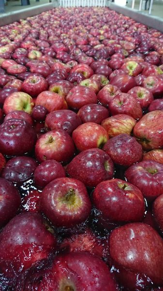 Apples from 레바논 supplied by Cedrine.co - Conventional 신선 사과