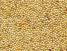 Millet from United States supplied by L7 Trade Group - Whole Millet