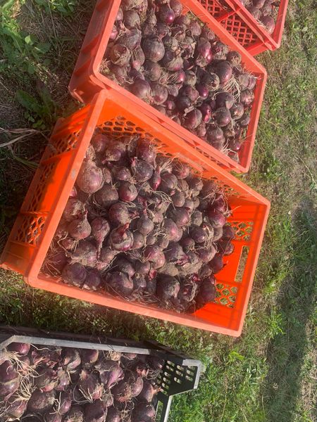 Onion from 독일 supplied by Agricultural Society Chemnitz mbH - Whole 신선 양파