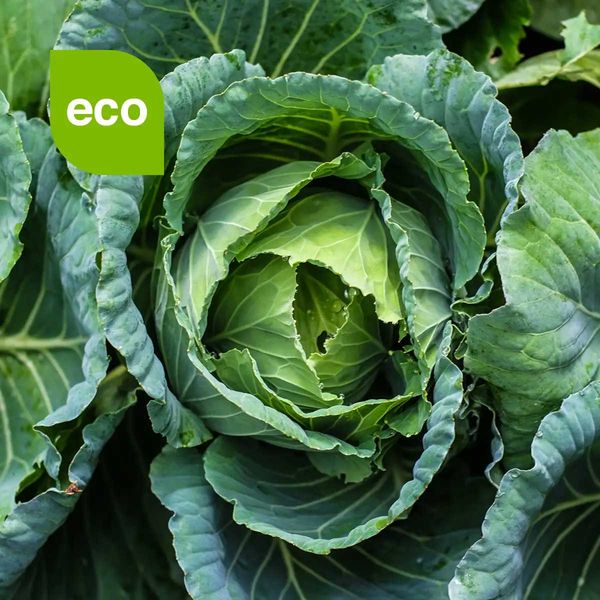 Fresh Cabbage from 스페인 supplied by Verdimed - Pointed Cabbage 신선 양배추