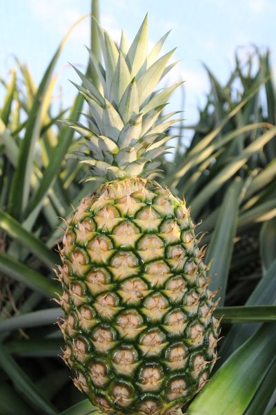 Pineapple from Mexico supplied by ICH BUENISIMA PRODUCE S.A. DE C.V. - High Quality Fresh Pineapple