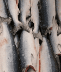 Frozen Salmon from 캐나다 supplied by Coldfish Seafood Company - Coho Salmon (=Oncorhynchus kisutch) 연어