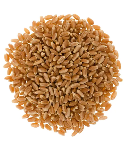 Wheat from United States supplied by Paoli Farmers Cooperative Elevator Co. - Kernel Wheat