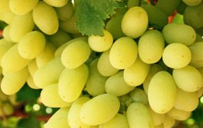 Grapes from 인도 supplied by Farm Fresh Exports - 블랙 점보 신선 포도
