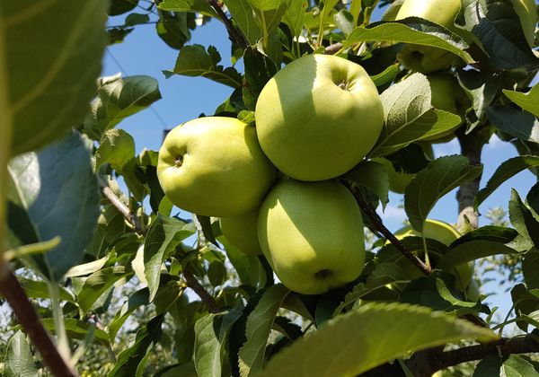 Apples from 몰도바 supplied by Fructolinia SRL - Golden Delicious - Kloon B (=Klon B) 신선 사과