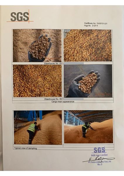 YELLOW CORN from 이란 supplied by González & Piñango - Bulk (Bulk in Container or Bulk in Vessel) 옥수수글루텐피드