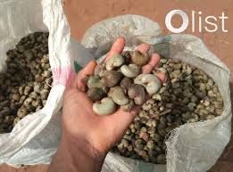 Raw Cashew nuts (Inquiry) from Tanzania supplied by Khaothong(viethoa689@gmail.com) - Unspecified Raw Cashew Nut