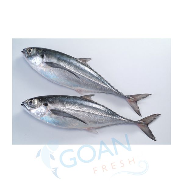 Horse Mackerel from 인도 supplied by Goan Fresh Marine Exports Pvt Ltd - 신선(=냉장=생) 냉동 꽁치 및 전갱이