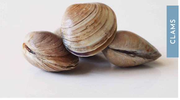 Clam from 미국 supplied by Arkshell Corporation - Whole (=In Shell=Unshucked) 냉동 조개